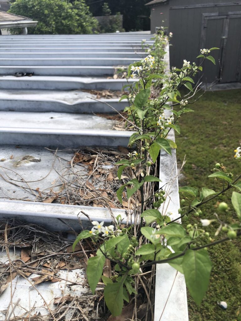 Clogged gutter full of leaves and weeds before cleaning